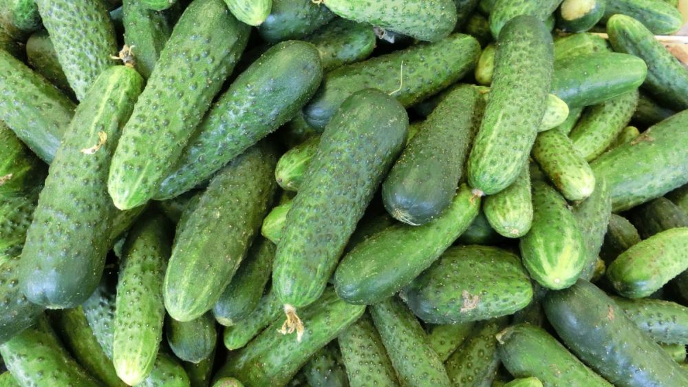 Как пластиковые кольца из бутылок удвоили урожай огурцов: простой и эффективный метод Как пластиковые кольца из бутылок удвоили урожай огурцов: простой и эффективный метод