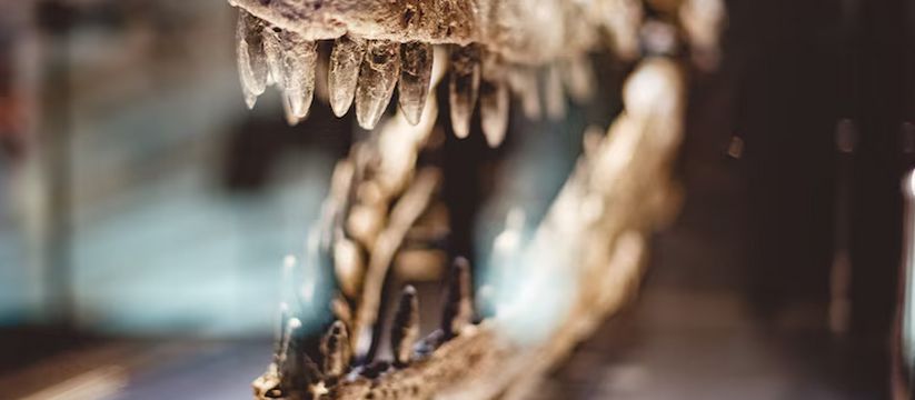 Открытие нового вида морского динозавра: Traskasaura sandrae Открытие нового вида морского динозавра: Traskasaura sandrae