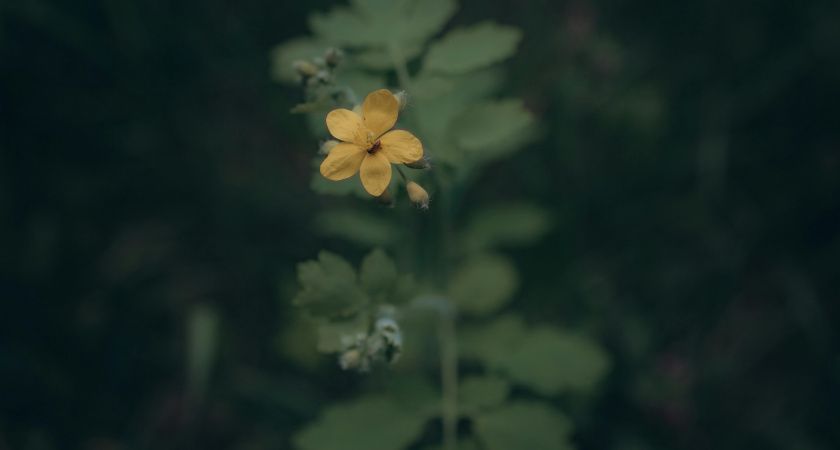 Чистотел на грядке: индикатор кислотности почвы и не только Чистотел на грядке: индикатор кислотности почвы и не только