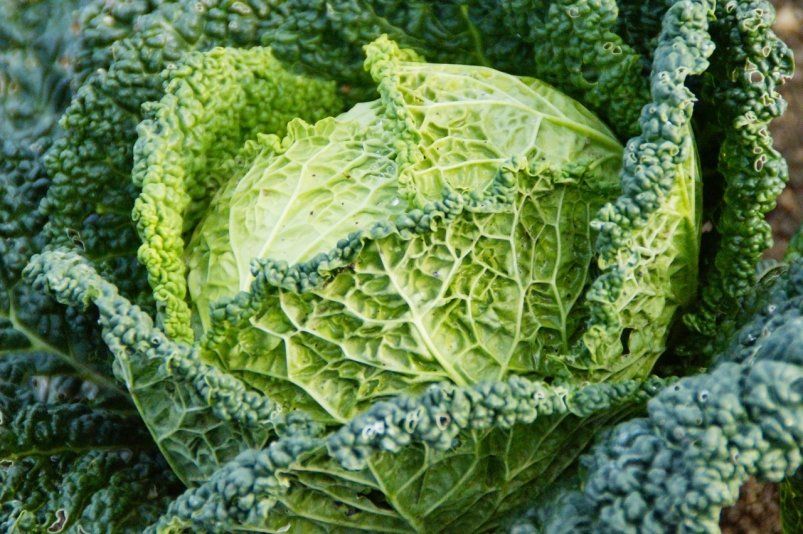 Поздние сорта капусты для засолки и хранения: как выбрать и вырастить Поздние сорта капусты для засолки и хранения: как выбрать и вырастить