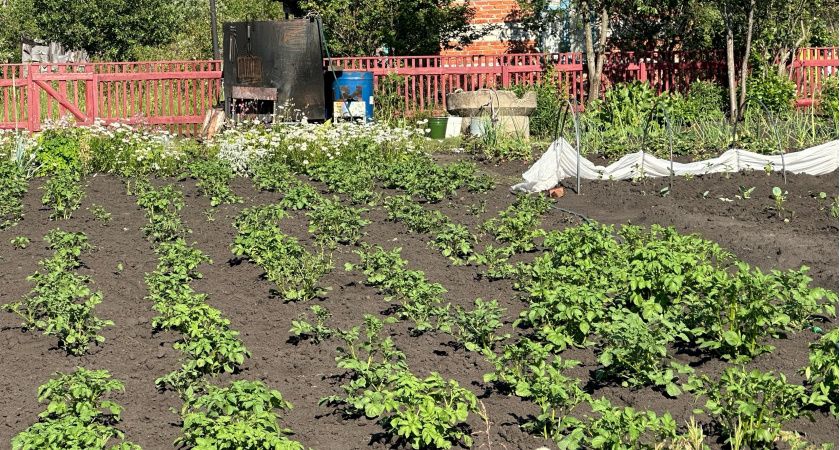 Пять ошибок при окучивании картошки, которые могут испортить урожай Пять ошибок при окучивании картошки, которые могут испортить урожай