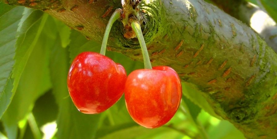 Вишнёвое варенье-желе «Ум отъешь»: порадуйте себя и близких! Вишнёвое варенье-желе «Ум отъешь»: порадуйте себя и близких!