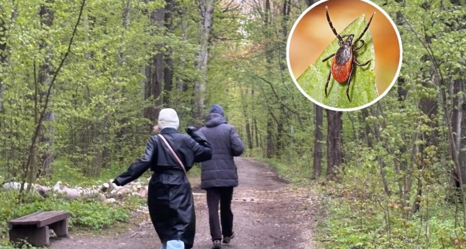 Как проверить, не завелись ли клещи на вашем дачном участке, всего с одним предметом Как проверить, не завелись ли клещи на вашем дачном участке, всего с одним предметом