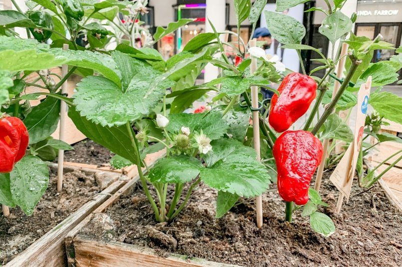 Как вырастить сочные и ароматные перцы: секреты богатого урожая Как вырастить сочные и ароматные перцы: секреты богатого урожая