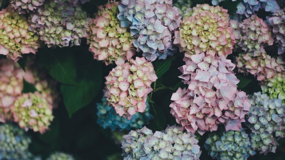 Как превратить гортензии в украшение сада: секреты опытного садовода Как превратить гортензии в украшение сада: секреты опытного садовода