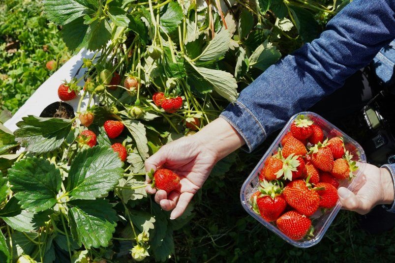 Секреты июньской подкормки для богатого урожая клубники Секреты июньской подкормки для богатого урожая клубники