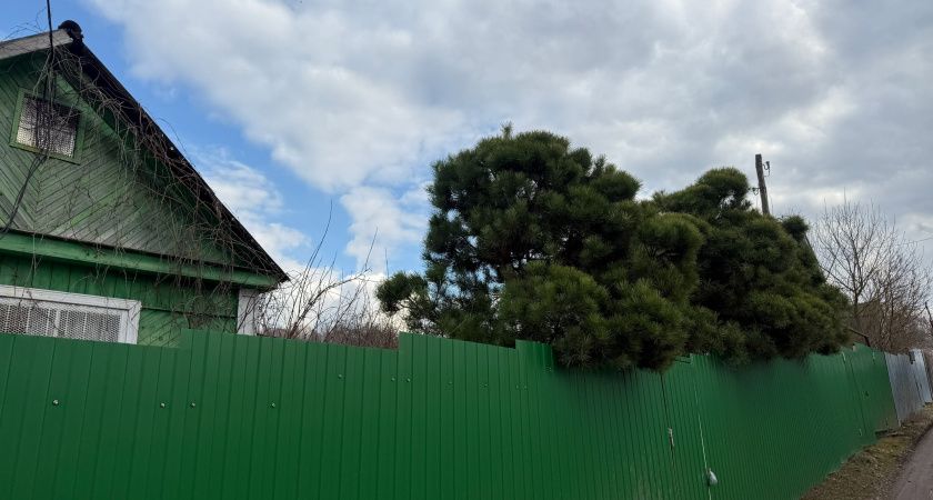 Сплошные заборы под запретом: что нужно знать дачникам Сплошные заборы под запретом: что нужно знать дачникам