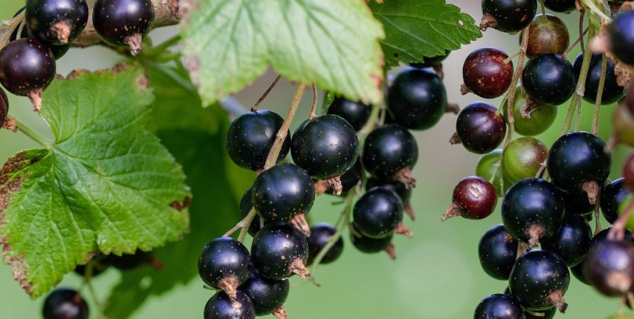 Осенняя подкормка смородины: как увеличить урожай на 50% и вырастить крупные ягоды Осенняя подкормка смородины: как увеличить урожай на 50% и вырастить крупные ягоды