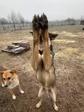 Юрий Баранчик: ОНИ НЕ ПЕРЕЖИВУТ ЗИМУ! ПОЖАЛУЙСТА, СПАСИТЕ ИХ!